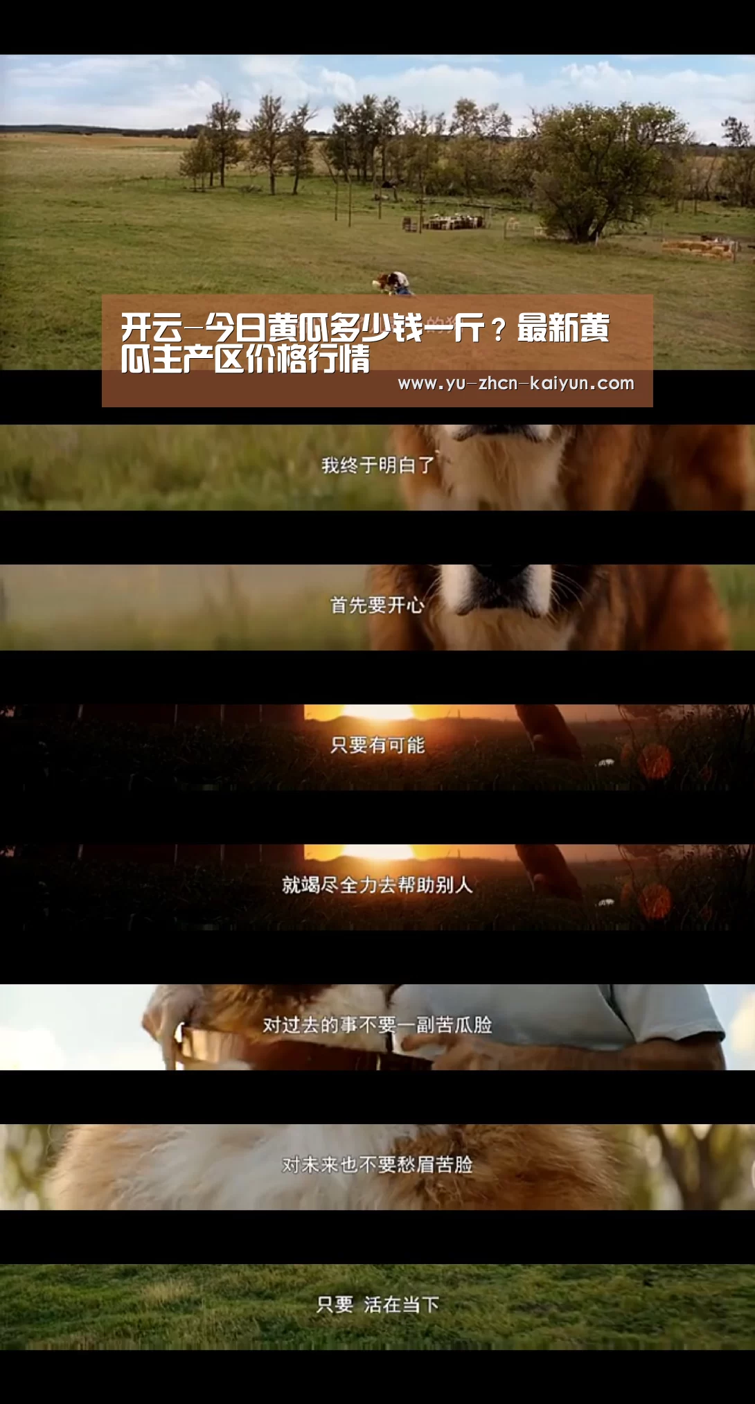 开云-今日黄瓜多少钱一斤？最新黄瓜主产区价格行情(图3)